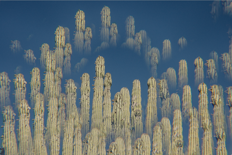 cacti
