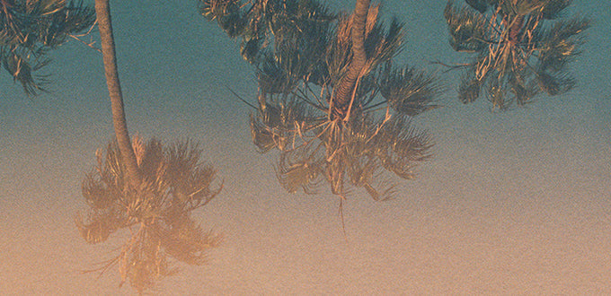 palm tree view 