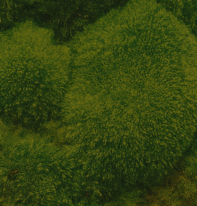 moss