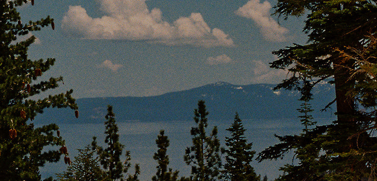 close up of trees with lake in the background