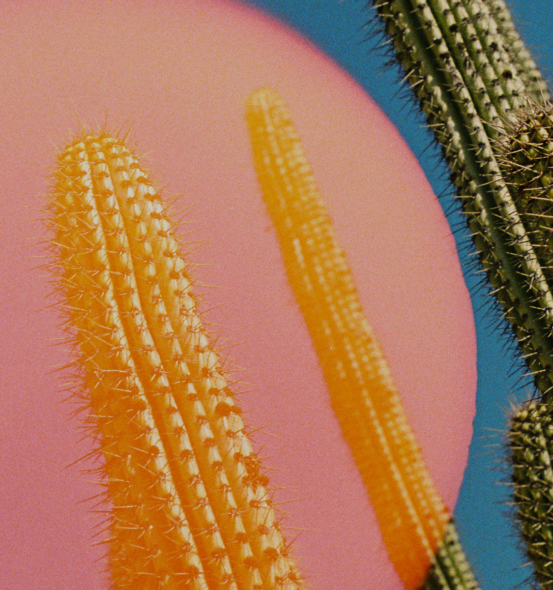 Close-up of cacti with a colorful background