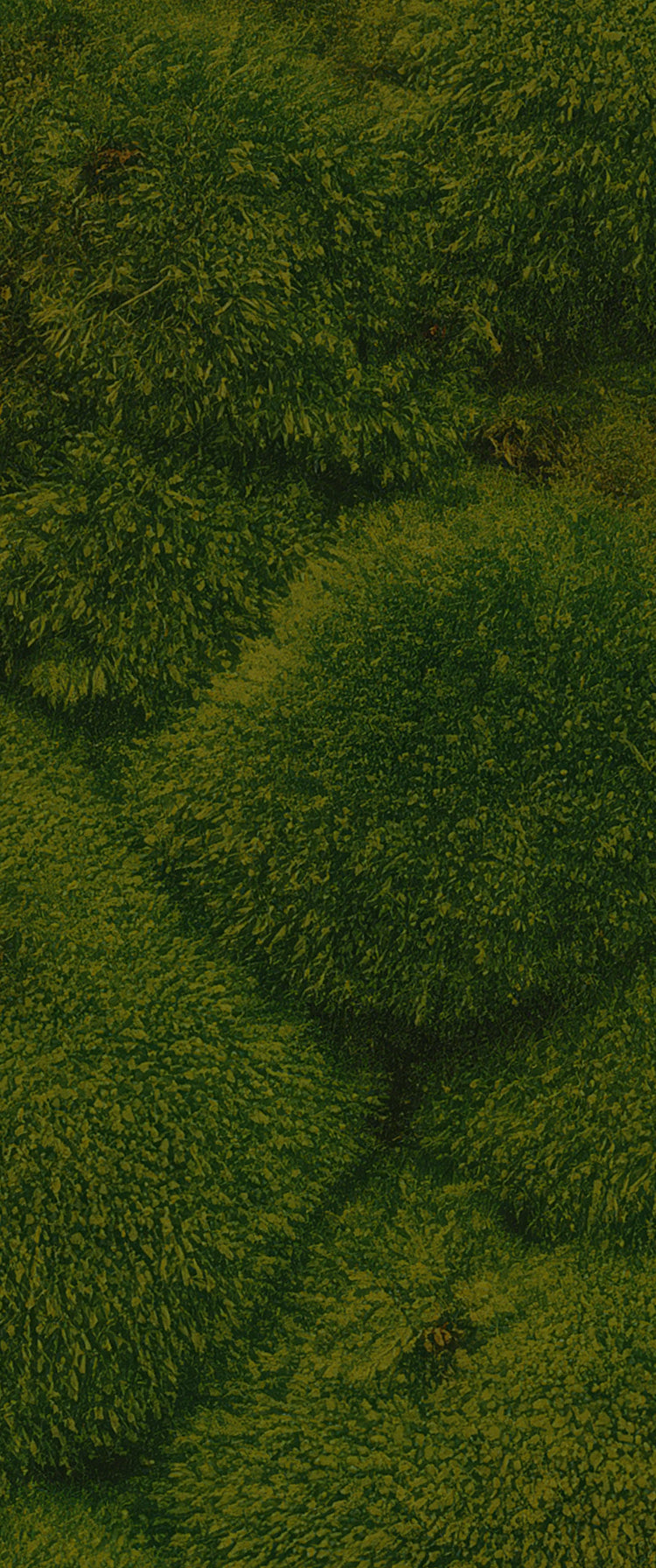 close-up of green moss texture