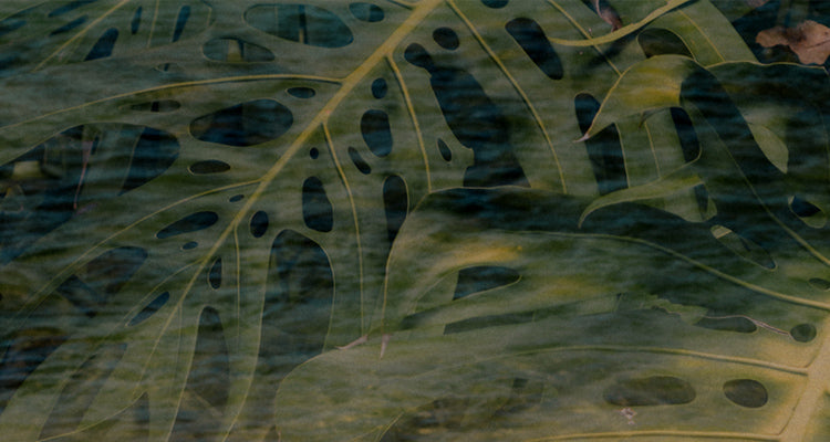 close up of monstera leaves