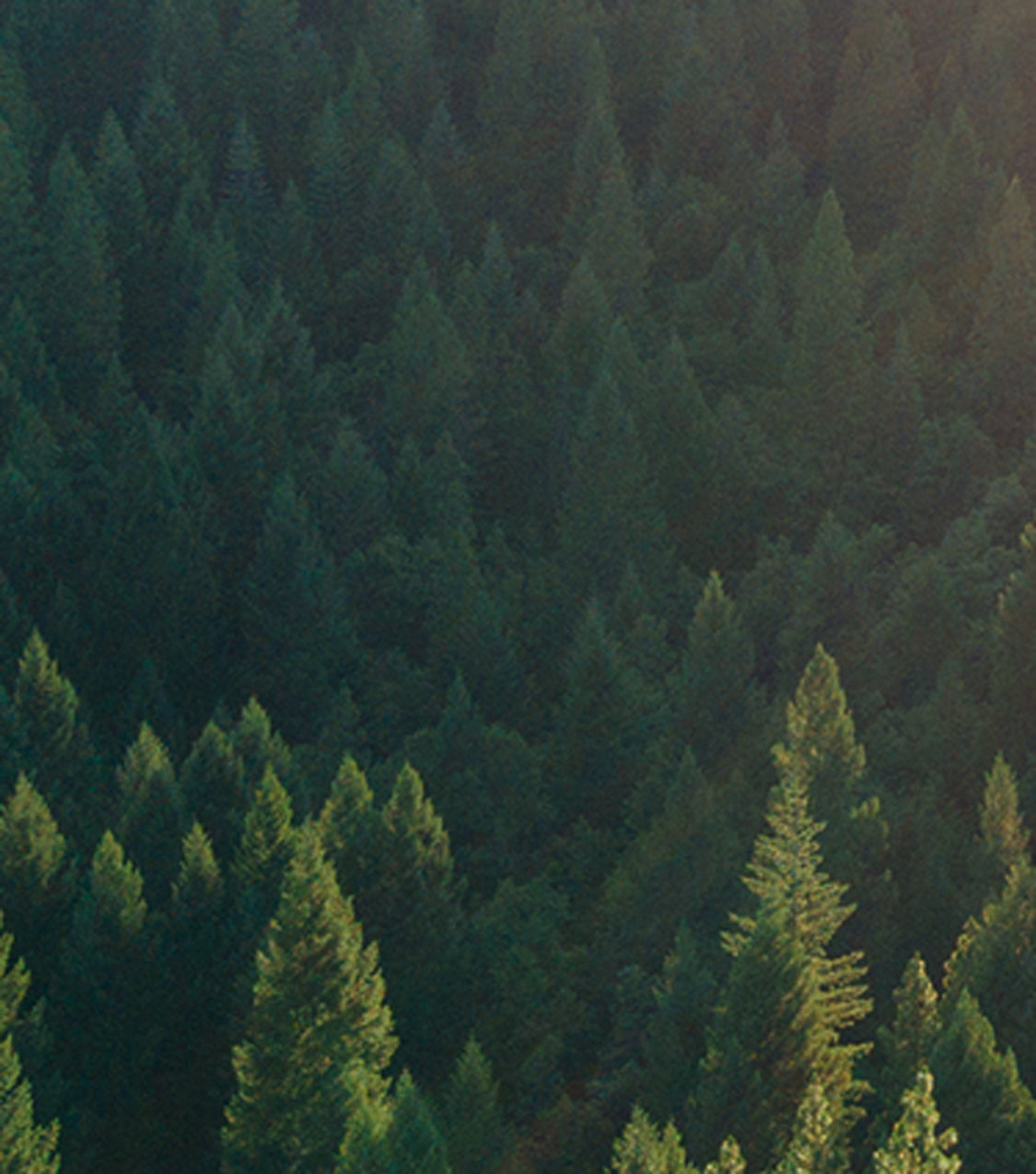 conifers