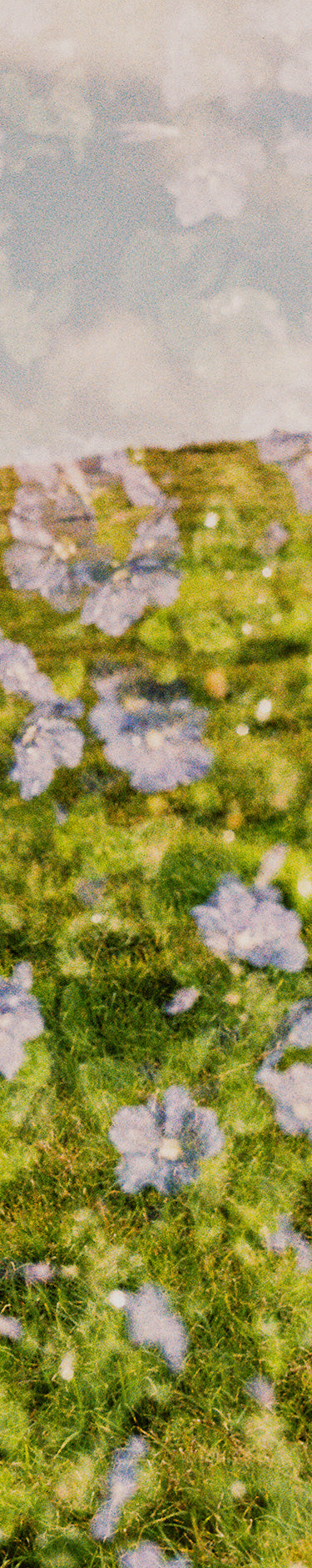 field of flowers