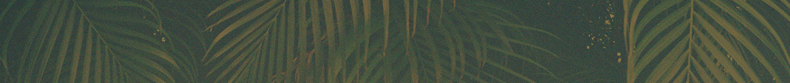 close up of palm leaves